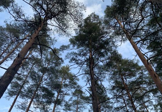 Individuali arba grupinė Dzūkijos miško pažinimo ekskursija su miškininku!