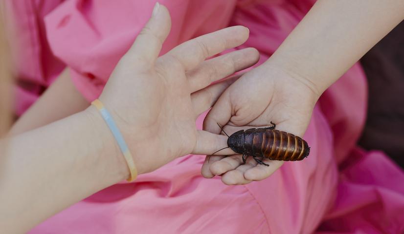 Edukacinės tarakonų lenktynės vaikams/šeimoms
